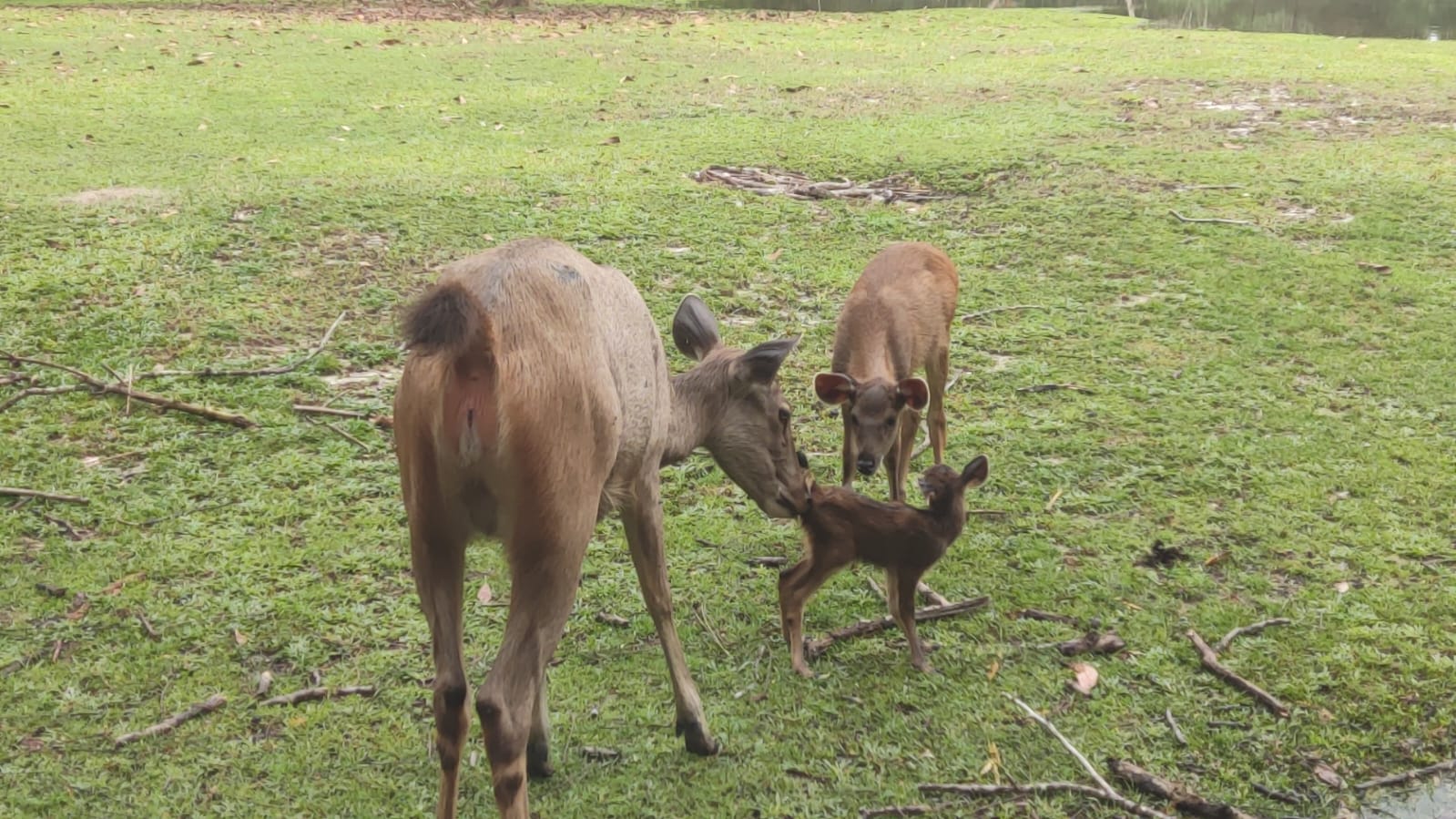 Read more about the article Lahirnya Satu Ekor Rusa Sambar di Pusat Penyelamatan Satwa Alobi Babel “The birth of one Sambar Deer  at Alobi Wildllife Rescue Center Bangka Belitung”