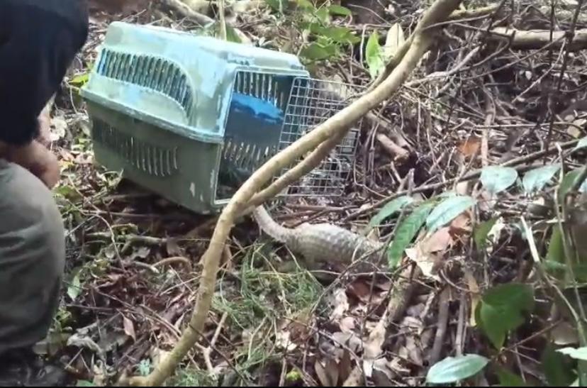 Read more about the article SATU EKOR TRENGGILING ( MANIS JAVANICA ) PULAU BANGKA KEMBALI KE HABITAT / “ONE PANGOLIN (MANIS JAVANICA) BANGKA ISLAND RETURNS TO HABITAT”