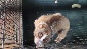 Read more about the article Habitat Kukang Endemik Bangka Terus Tergerus dan mendorong mereka masuk kepemukiman Warga / “The Habitat of the Endemic Slow Loris of Bangka is Continuously Degraded, Forcing Them to Enter Human Settlements.”