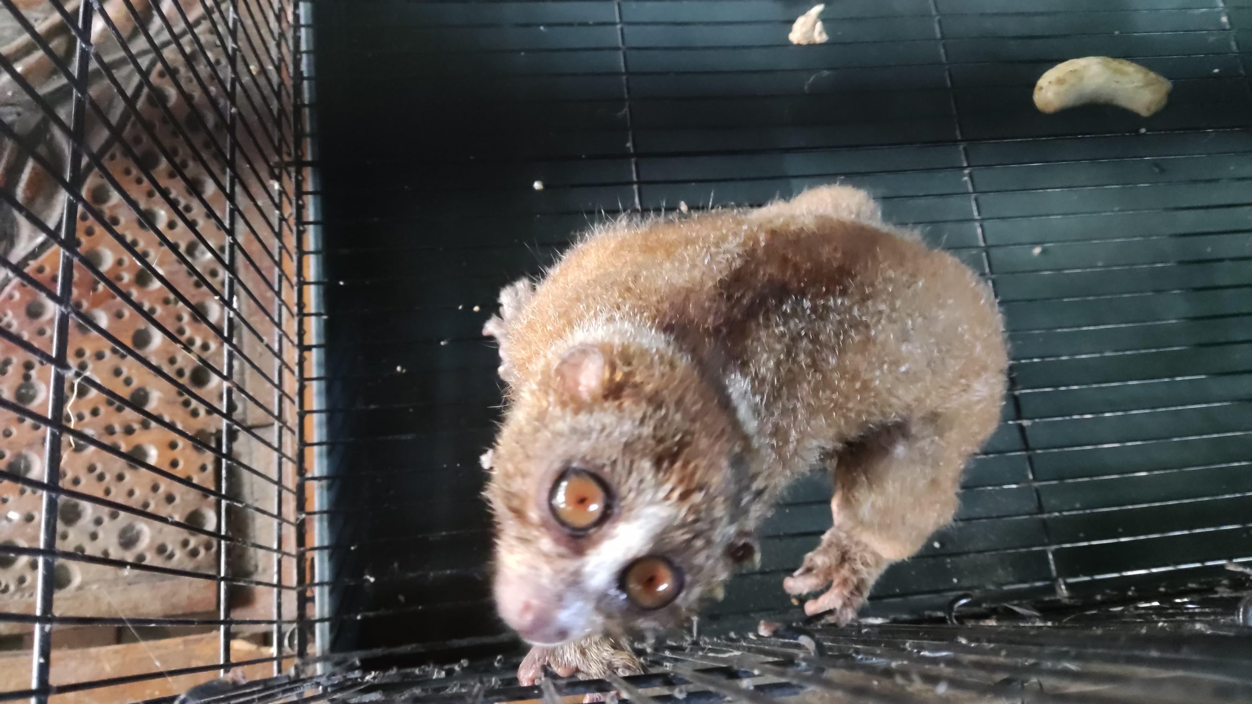 Read more about the article Habitat Kukang Endemik Bangka Terus Tergerus dan mendorong mereka masuk kepemukiman Warga / “The Habitat of the Endemic Slow Loris of Bangka is Continuously Degraded, Forcing Them to Enter Human Settlements.”