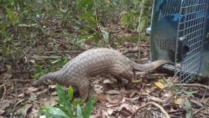 Read more about the article SATU EKOR TRENGGILING (Manis Javanica) DIKEMBALIKAN KE HABITAT / ONE PANGOLIN (Manis Javanica) RETURNED TO HABITAT