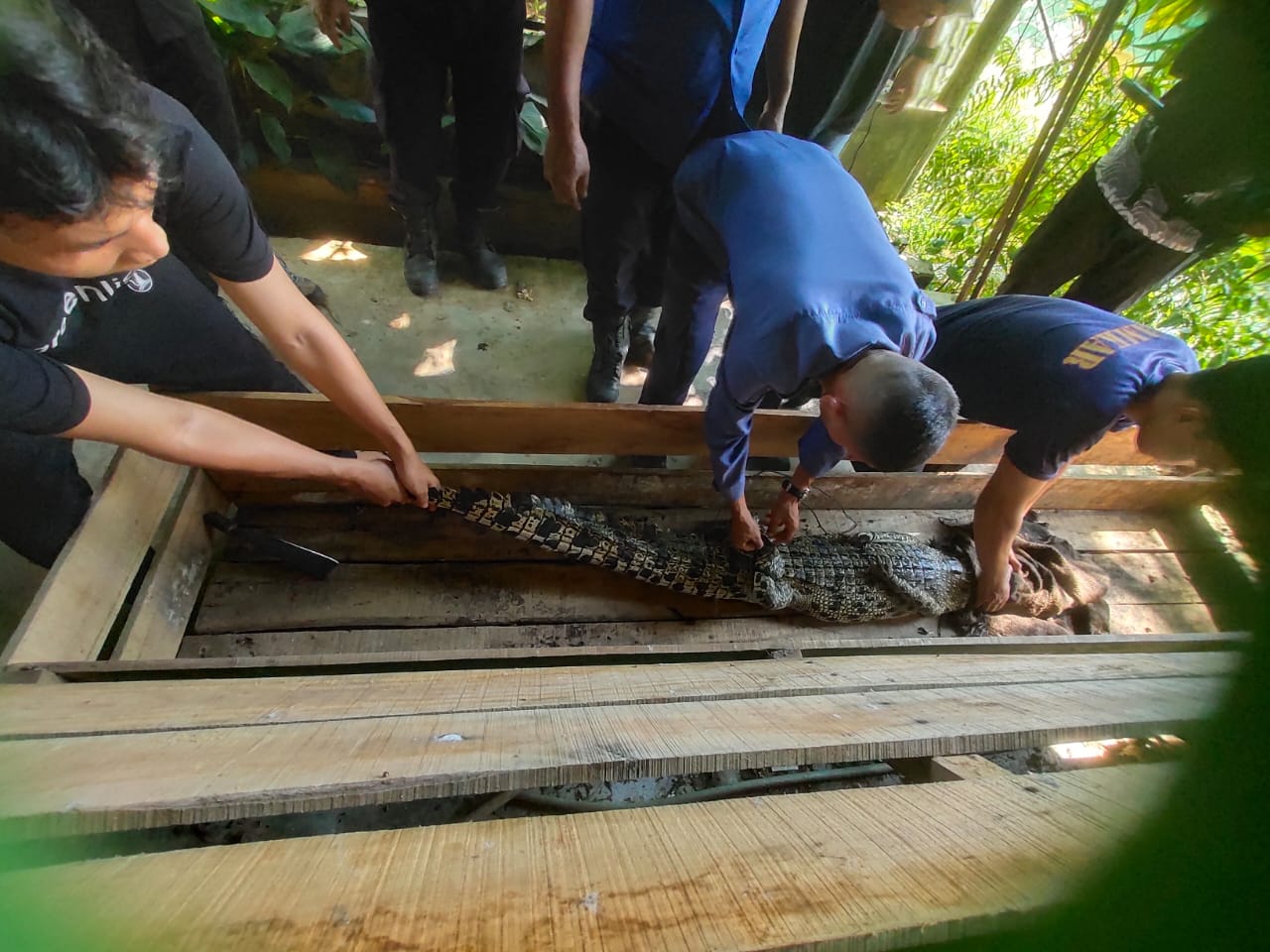 Read more about the article Penanganan Buaya Muara (Crocodylus porosus) di PPS ALOBI Babel/ “Management of Saltwater Crocodile (Crocodylus porosus) at ALOBI Bangka Belitung Wildlife Rescue Center”