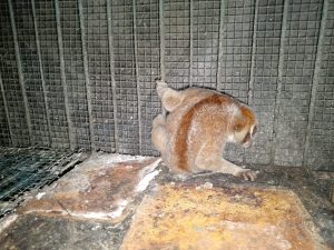 Read more about the article Dari Rehabilitasi ke habitat asli : penyelamatan harta karun pulau Bangka  /“From Rehabilitation to Natural Habitat: Saving the Hidden Treasure Bangka Island