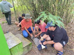 Read more about the article Strategi Rehabilitasi Buaya Muara: Pemisahan Individu untuk Cegah Dominansi dan Stres/ “Rehabilitation Strategy for Saltwater Crocodiles: Individual Separation to Prevent Dominance and Stress”