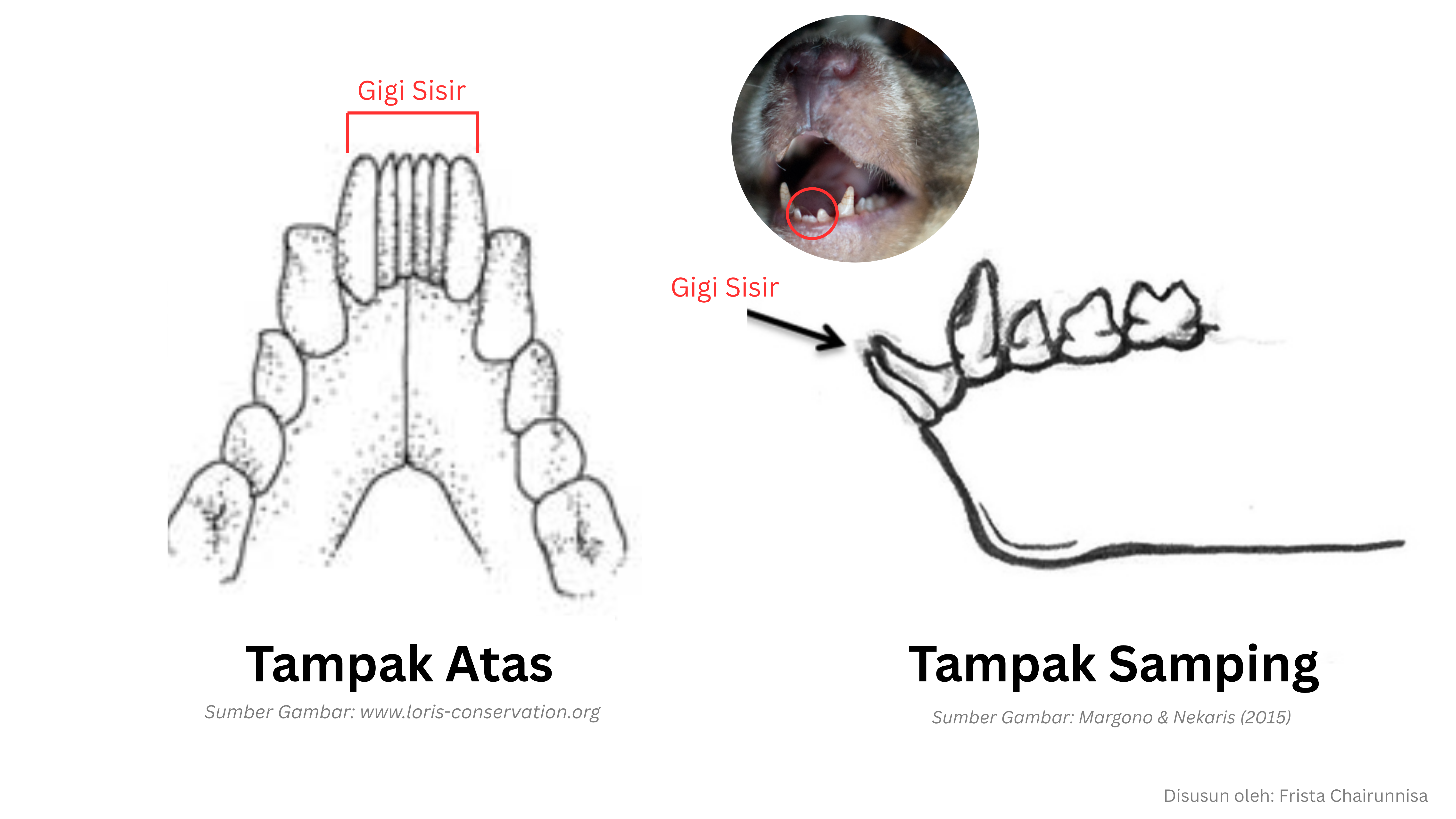 Read more about the article Sains Dibalik Gigitan Kukang yang Bisa Membuatmu Masuk UGD / The Science Behind the Slow Loris Bite That Can Send You to the ER