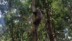 Read more about the article Dengan Cepat Memanjat Pohon, Seekor Trenggiling Kembali ke Hutan / Quickly Climbing a Tree, a Pangolin Returns to the Forest