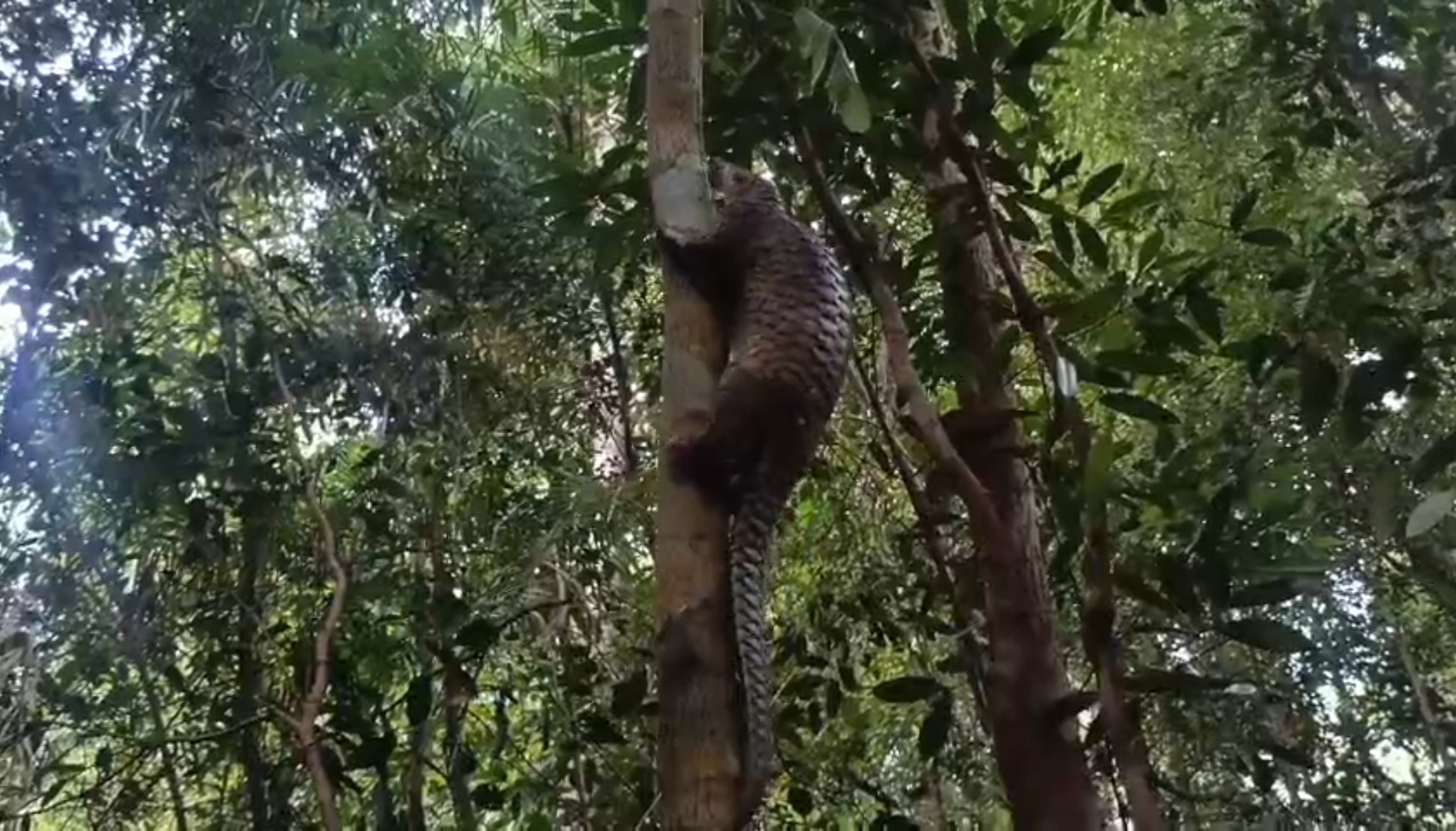 Read more about the article Dengan Cepat Memanjat Pohon, Seekor Trenggiling Kembali ke Hutan / Quickly Climbing a Tree, a Pangolin Returns to the Forest