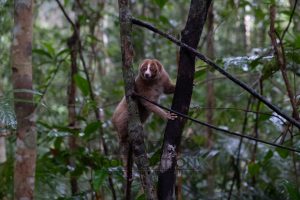 Read more about the article Selamat hari Kukang sedunia! / Happy World Slow Loris Day!