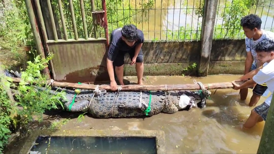 Read more about the article Serahan Satu Ekor Buaya Muara Berukuran 3,8 Meter/ ” Handover of One Estuarine Crocodile Measuring 3.8 Meters”