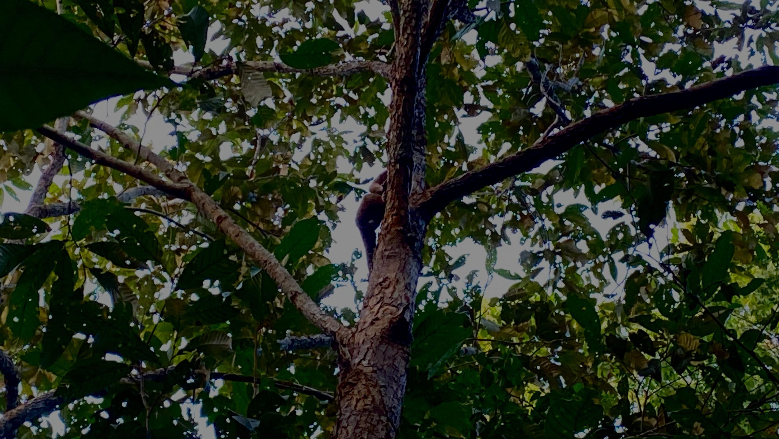 Read more about the article “Dua Ekor Kukang Endemik Pulau Bangka (Nycticebus Bancanus) Kembali ke Habitat di Kawasan Taman Nasional Gunung Maras” / Two Endemic Bangka Slow Lorises (Nycticebus bancanus) Released Back into the Wild at Mount Maras National Park