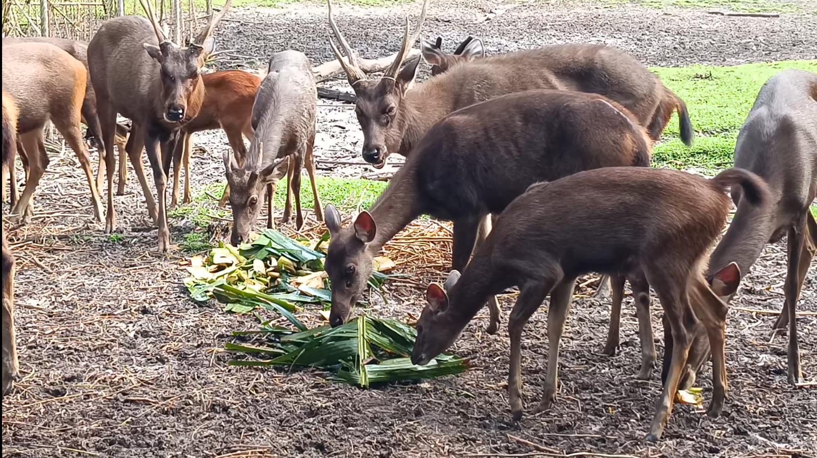 Read more about the article “PPS Alobi Babel Launches Herbal Medication Program for Wildlife Ahead of Rainy Season”/ PPS Alobi Babel Gelar Program Medikasi Herbal untuk Satwa Menyambut Musim Hujan