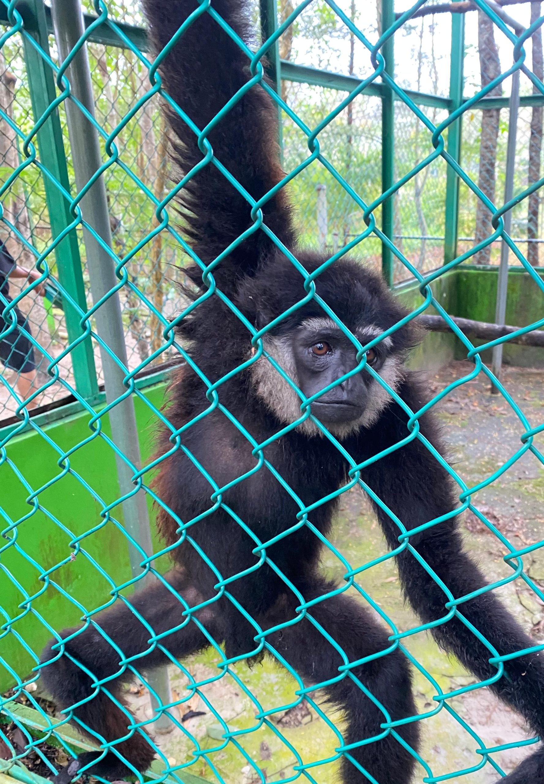 Read more about the article “Meet the Agile Gibbon, One of Indonesia’s Protected Primates”/ “Mengenal Owa Ungko, Salah Satu Primata Dilindungi Indonesia”