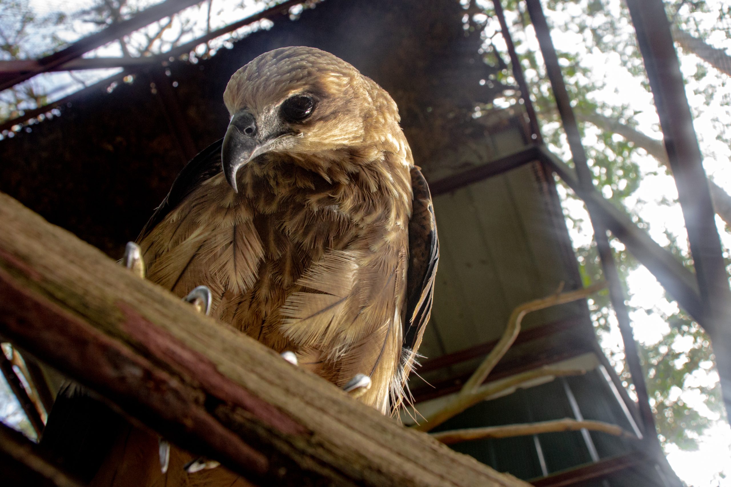 Read more about the article Alobi Foundation Menerima 16 Ekor Elang Hasil Pengamanan Perdagangan Ilegal TSL / Alobi Foundation Receives 16 Raptors Rescued from Illegal Wildlife Trade