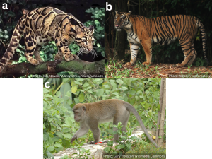 Gambar 1 Macan dahan (a), harimau sumatera (b), monyet ekor panjang (c)
