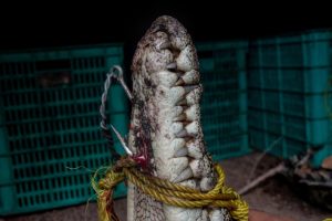 Read more about the article “Rescue of a Saltwater Crocodile Impaled by a 9-Centimeter Fishing Hook” / “Penyelamatan Buaya Muara Tertusuk Kail Pancing 9 Sentimeter” “