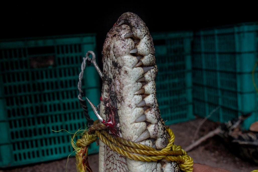 Read more about the article “Rescue of a Saltwater Crocodile Impaled by a 9-Centimeter Fishing Hook” / “Penyelamatan Buaya Muara Tertusuk Kail Pancing 9 Sentimeter” “