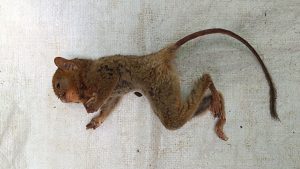 Read more about the article A Case Investigation of Helminthiasis in Mentilin/Investigasi Kasus Helminthiasis pada Mentilin