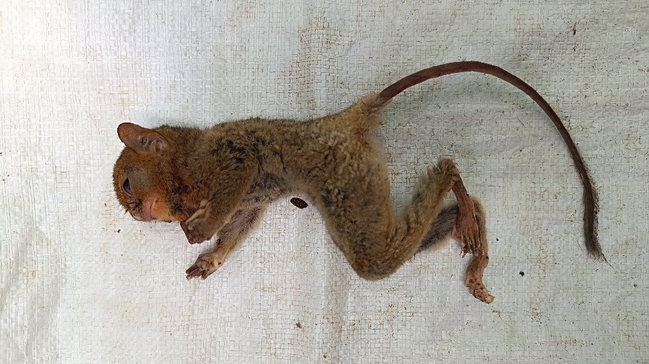 Read more about the article A Case Investigation of Helminthiasis in Mentilin/Investigasi Kasus Helminthiasis pada Mentilin