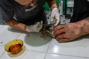 Read more about the article Burung Hantu Serak Jawa Kembali Terbang Bebas di Alam / Barn Owl Returns to the Wild