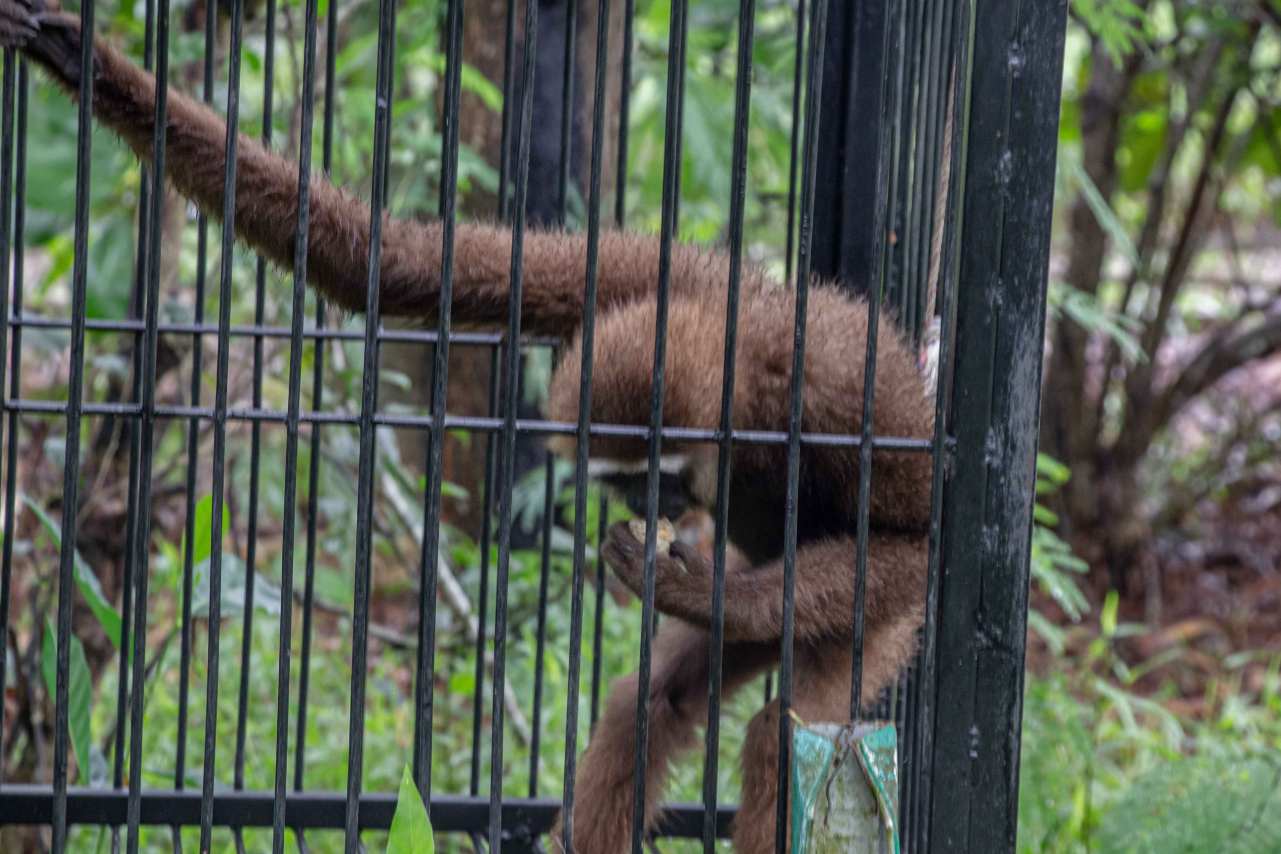 Read more about the article “Program Deworming dan pemberian vitamin pada Owa ungko dalam masa rehabilitasi” / “Deworming and vitamin supplementation program for agile gibbons (Hylobates agilis) during rehabilitation”
