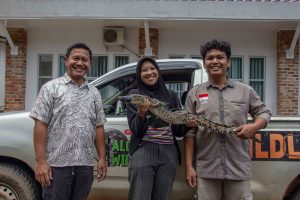 Read more about the article “Handover of a Saltwater Crocodile from the University of Bangka Belitung”//”Laporan Kegiatan Penyerahan Buaya Muara dari Pihak Universitas Bangka Belitung”