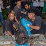 Alobi Foundation Fasilitasi Nekropsi Pesut Laut (Alobi Foundation Facilitates Necropsy of an Irrawaddy Dolphin)