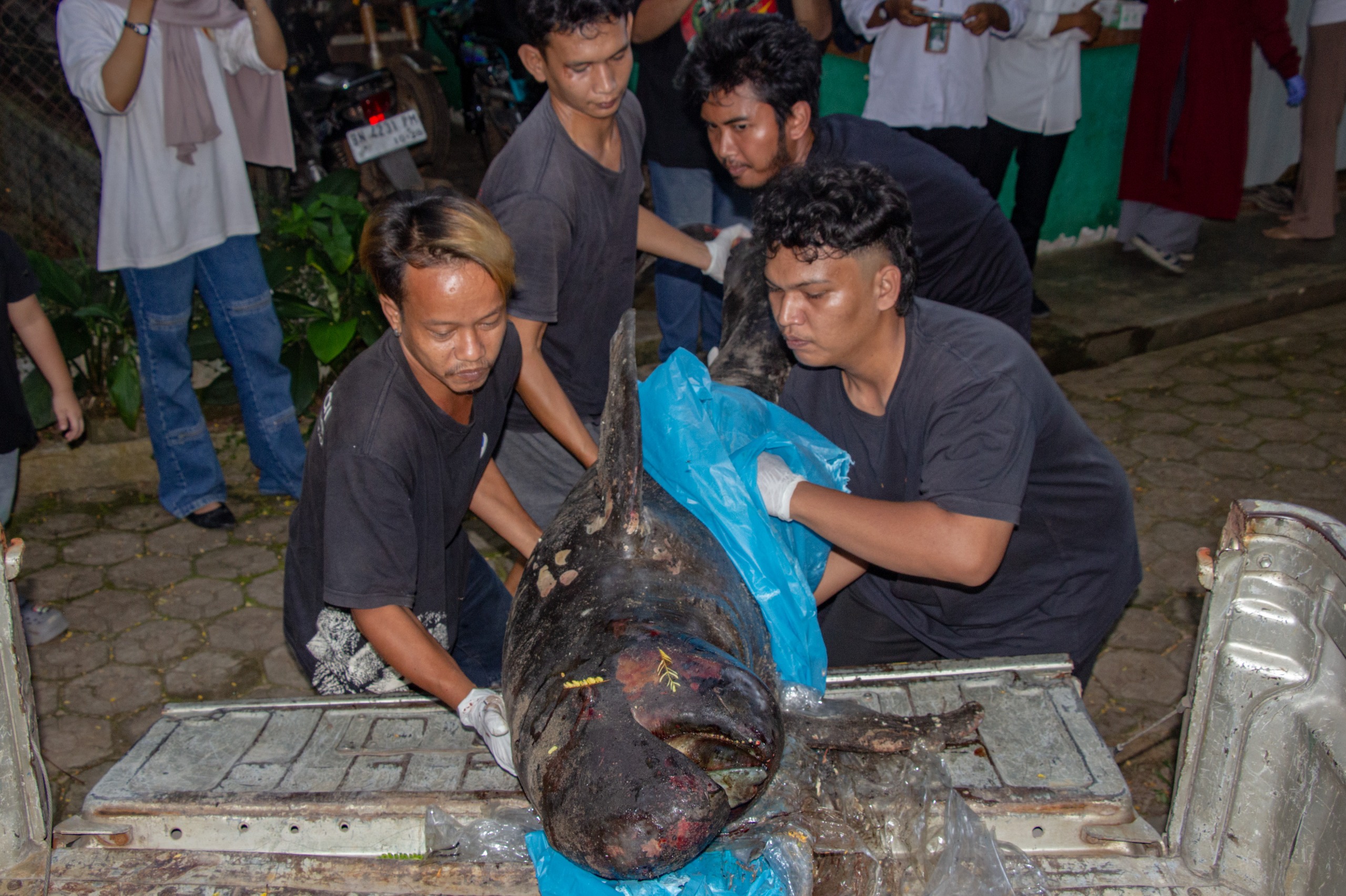 You are currently viewing Alobi Foundation Fasilitasi Nekropsi Pesut Laut (Alobi Foundation Facilitates Necropsy of an Irrawaddy Dolphin)