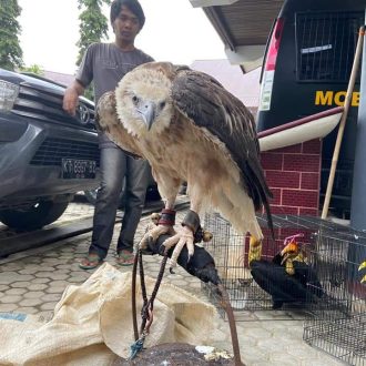 PERDAGANGAN DARING ENAM EKOR BURUNG LANGKA_2