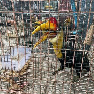 PERDAGANGAN DARING ENAM EKOR BURUNG LANGKA_4